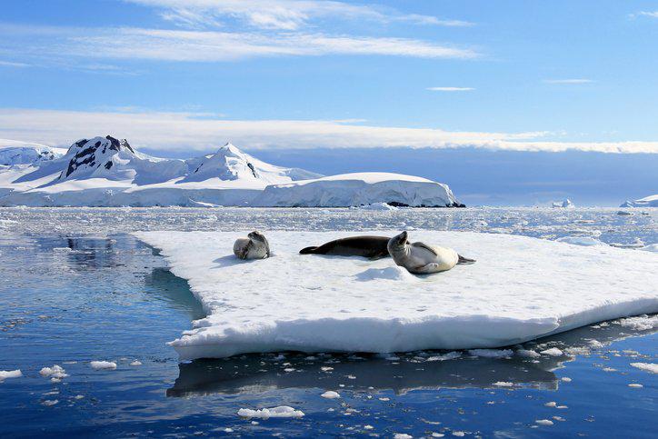 antarctica antarctica