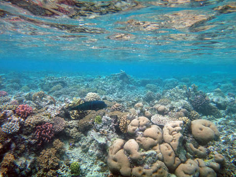 mystery island mystery island